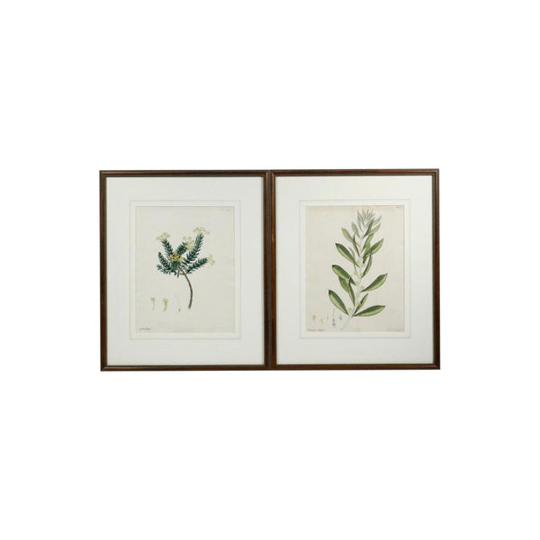 Early 19th Century English Botanical Prints, Framed - a Pair -  POSH 