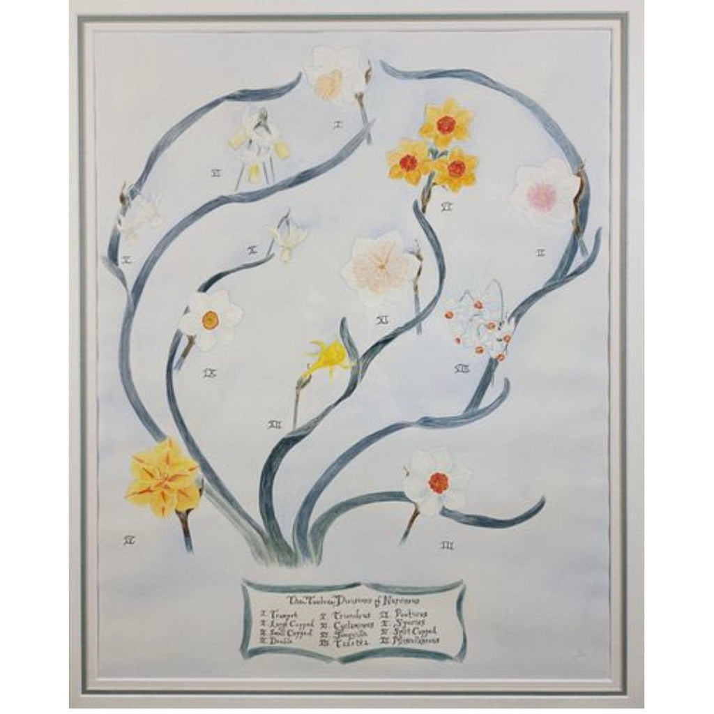 Twelve Divisions of Narcissus Watercolor Painting - POSH