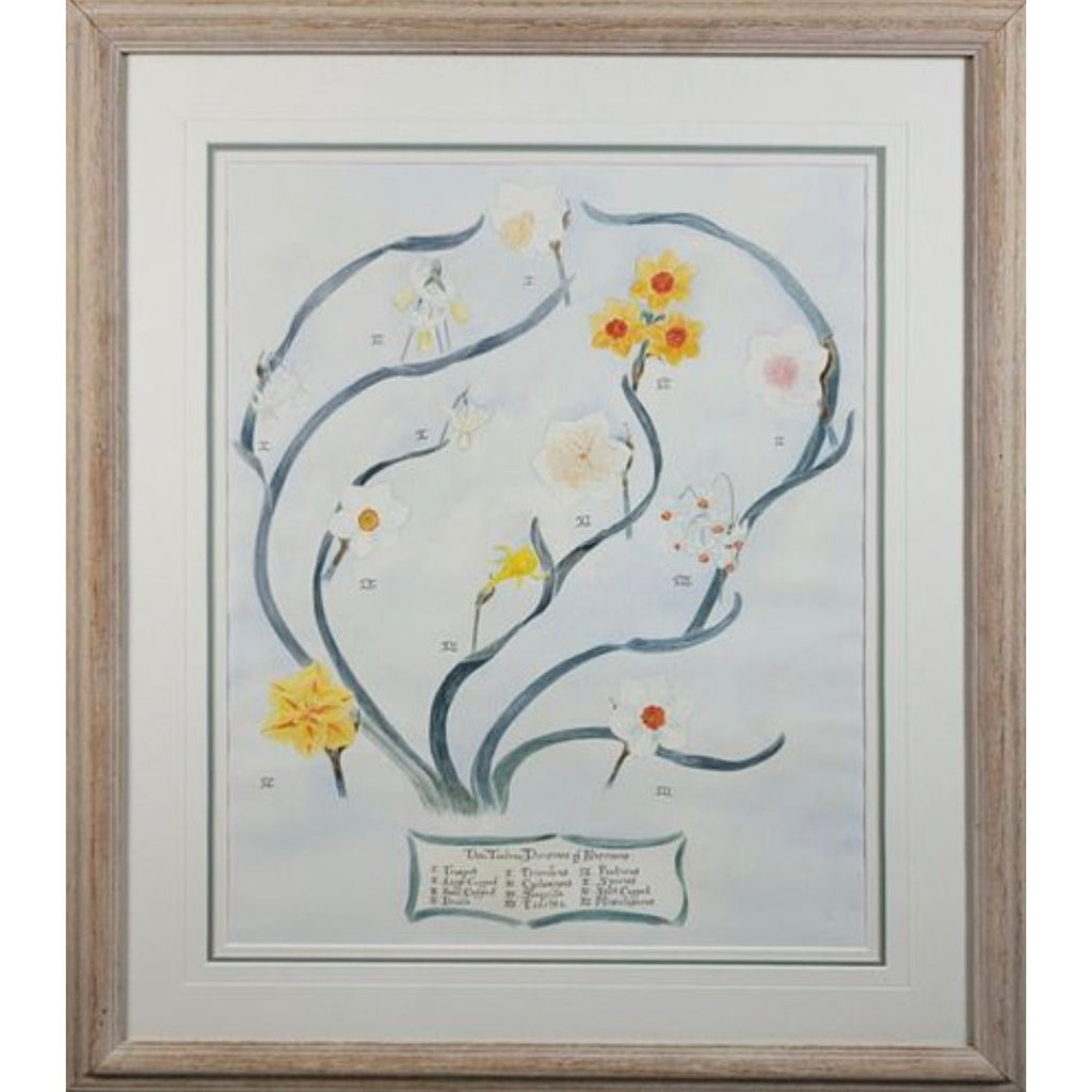 Twelve Divisions of Narcissus Watercolor Painting - POSH