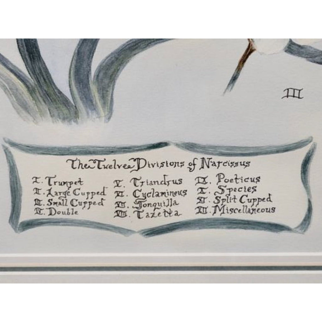 Twelve Divisions of Narcissus Watercolor Painting - POSH