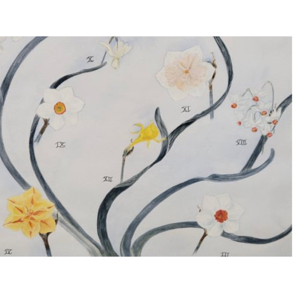 Twelve Divisions of Narcissus Watercolor Painting - POSH